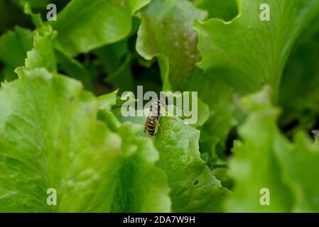 wasp su foglie di lattuga fresca al sole Foto Stock