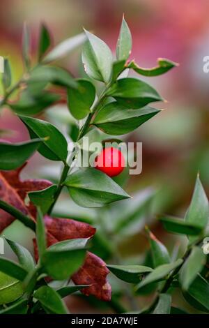 pianta con palla rossa trovato nei boschi Foto Stock