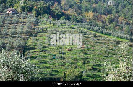 Vista tipica della campagna toscana con un agriturismo, i campi coltivati circostanti e gli uliveti Foto Stock