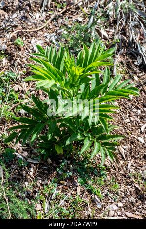 sambuchella che cresce dopo pioggia e sole Foto Stock