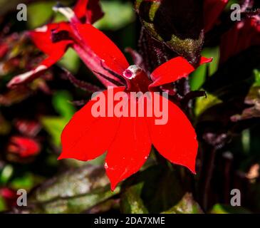 Macro fiore rosso cardinale Lobelia. Nativo delle Americhe Foto Stock
