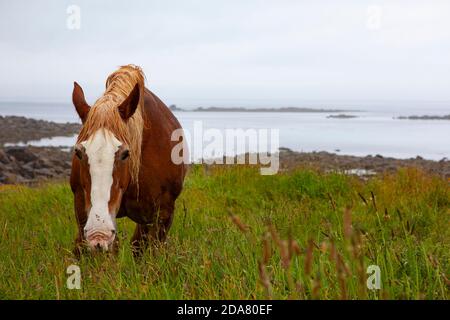 Horse, Ile de Batz, Bretagna, Francia Foto Stock