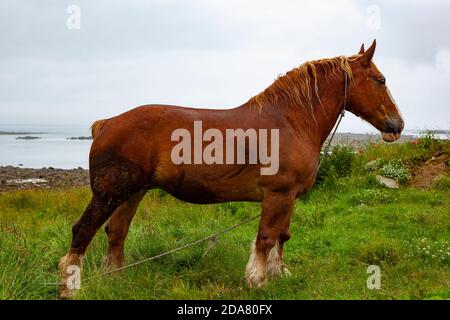 Horse, Ile de Batz, Bretagna, Francia Foto Stock