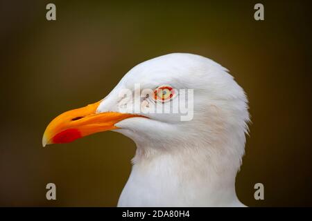 Primo piano di Herring Gull, Larus argentatus o Goéland argenté in Bretagna, Francia. Foto Stock