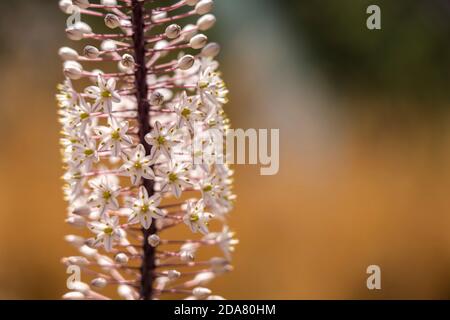 Weiße Meerzwiebel, Drimia maritima, Preveli, Kreta, Griechenland, Europa | White Drimia maritima blossom, Preveli , Creta, Grecia, Europa Foto Stock