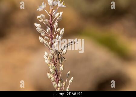 Europäische Gottesanbeterin auf Weißer Meerzwiebel, Preveli, Kreta, Griechenland, Europa | la mantide europea in una fioritura di maritima della Drimia Bianca, Pre Foto Stock