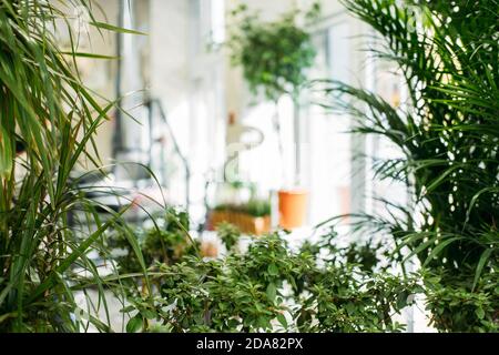 Sala da giardino, Biophilia trend, vivere con la natura, interni di design biofilo. Molte piante e specchi per interni diversi nel design della luce. Foto Stock