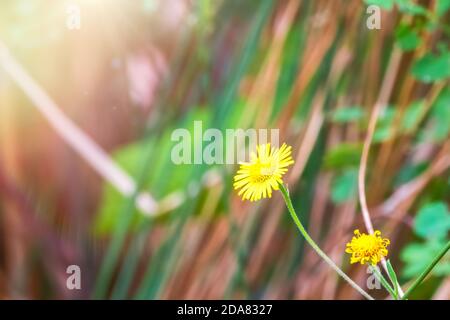 Primo piano di Sonchus asper, conosciuto anche come il porcello di semina, il cardo di latte crudo, la civetta di semola spinosa, il cardo di semola con frange affilate, o la scrofa con foglie spinose Foto Stock