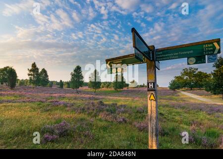 Wilsede: Segnale di strada, brughiera sabbiosa, erica comune fiorente (Calluna vulgaris), ginepro comune (Juniperus communis), Lüneburger Heide, Lüneburg Heath, Nie Foto Stock