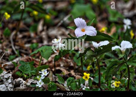 STATI UNITI - 04-20-2017: La primavera è in pieno svolgimento a G. Thompson Wildlife Management Area dove c'è uno dei più grandi stand di grandi fiori Foto Stock