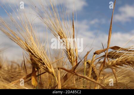 orecchie di grano mature con lunghi orecchi closeup nei campi in estate e un cielo blu con nuvole bianche Foto Stock