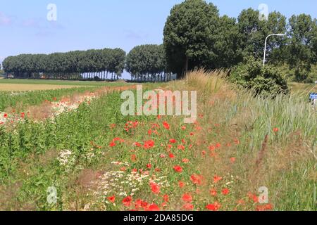 un margine di campo con papaveri rossi e margherite marguerite la campagna olandese e una fila di alberi e blu cielo in primavera Foto Stock