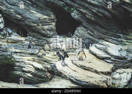 Gruppo di pinguini all'ocenarium di Lisbona, salendo sulle scogliere rocciose Foto Stock