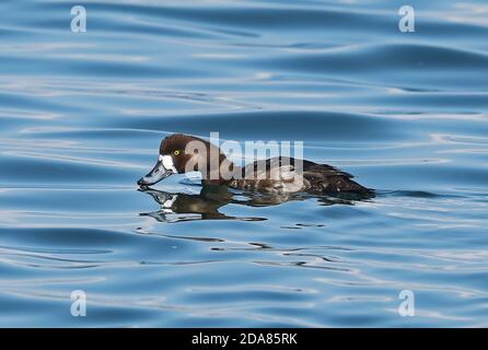 Greater Scaup (Aythya marila nearctica) femmina adulta che nuota nel porto, bevendo Choshi, Prefettura di Chiba, Giappone Febbraio Foto Stock