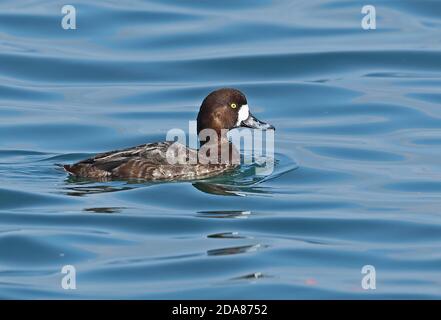 Greater Scaup (Aythya marila nearctica) adult female swimming in harbour  Choshi, Chiba Prefecture, Japan        February Stock Photo
