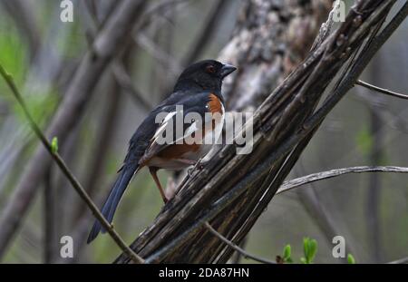 STATI UNITI - 04-20-2017: La primavera è in pieno svolgimento a G. Thompson Wildlife Management Area dove c'è uno dei più grandi stand di grandi fiori Foto Stock