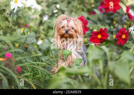 Ritratto di bel cane piccolo yorkshire terrier tra fiori e. erba verde nel soleggiato giardino estivo Foto Stock