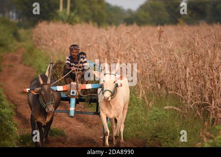 HUBBALLI , INDIA - 27 OTTOBRE 2020: Un padre contadino indiano con suo figlio che porta l'erba sul carretto di torello e cavalcando attraverso il campo di paddyfield Foto Stock