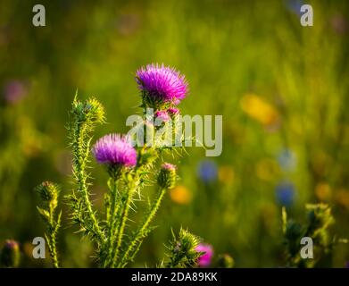 Gambo con spine di thistle fiorente in un campo estivo in una giornata estiva limpida Foto Stock