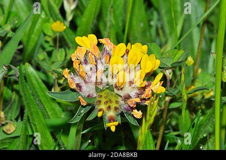 Rene vetch 'Anthyllis vulnerabilità ', primo piano fiore giallo testa, calce ricco suolo, praterie.Wiltshire.UK Foto Stock