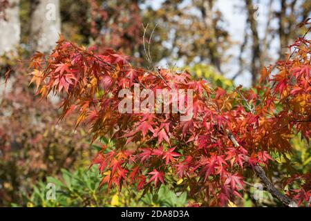 Primo piano di acer palmatum "Arakawa" in autunno. Foto Stock