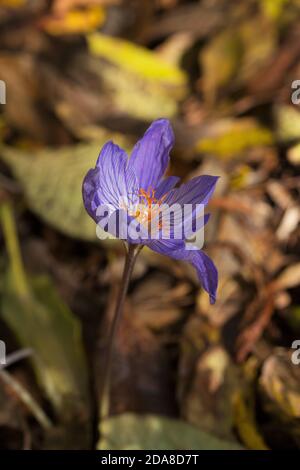Un fiore di croco d'autunno. Foto Stock
