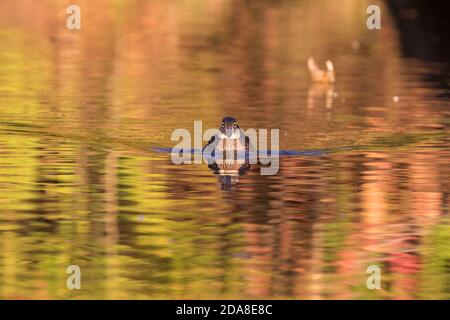 Anatra di legno o anatra di Carolina (Aix sponsora) in autunno Foto Stock