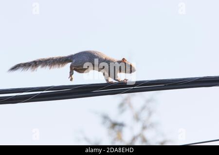 Scoiattolo grigio orientale (Sciurus carolinensis) su filo elettrico Foto Stock