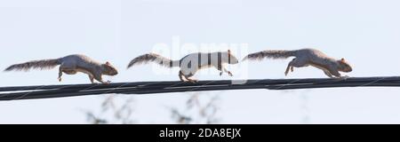 Scoiattolo grigio orientale (Sciurus carolinensis) su filo elettrico Foto Stock