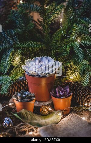 Piante succulente su rami succulenti e soffici di fondo di abete blu. Foto Stock
