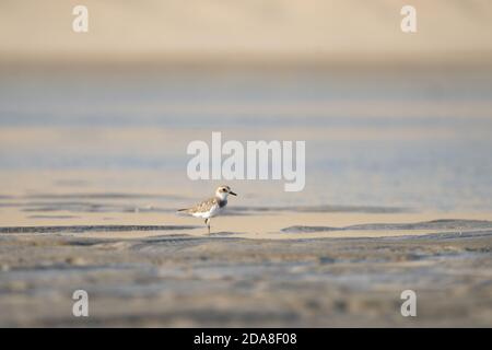 Lesser Sand Plover sulla costa meridionale del Qatar Foto Stock