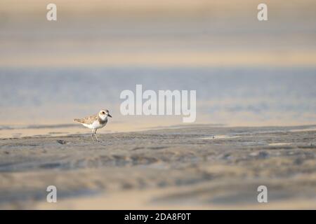 Lesser Sand Plover sulla costa meridionale del Qatar Foto Stock
