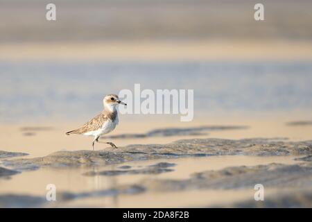 Lesser Sand Plover sulla costa meridionale del Qatar Foto Stock