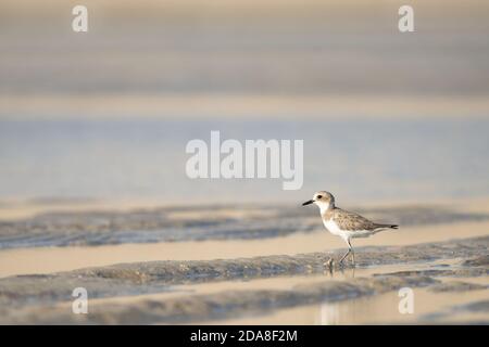 Lesser Sand Plover sulla costa meridionale del Qatar Foto Stock