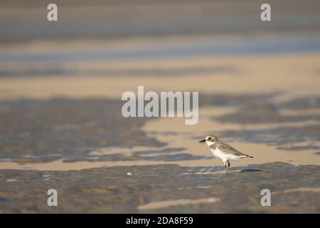 Lesser Sand Plover sulla costa meridionale del Qatar Foto Stock