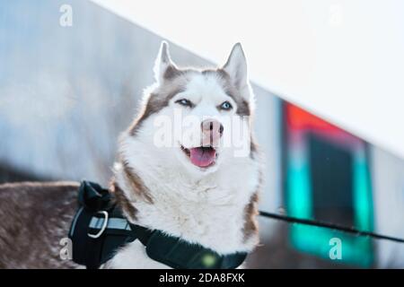 Divertente Husky Dog con occhi blu e Funny Grin Walking nel moderno parco contemporaneo durante il giorno d'inverno. Vita dopo la mensola. Foto Stock