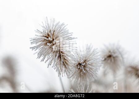 Erba da fontana surgelata singola con semi a fuoco in inverno, cannucce singole di gras surgelate e ghiacciate su sfondo bianco e luminoso. Foto Stock