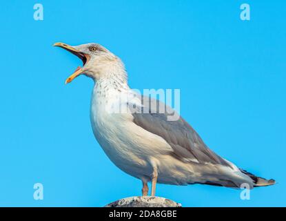 Primo piano di un gabbiano ridente e urlante nel selvaggio, su sfondo blu pulito seduto su un palo di legno. Foto Stock