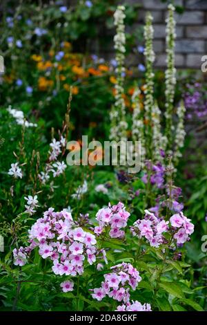 Phlox paniculata Pepe Miss, fiori bianchi rosa, fiore, fioritura, letto misto, schema di piantagione mista, RM Floral Foto Stock