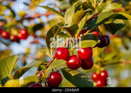 Ciliegie mature sul ramo Foto Stock