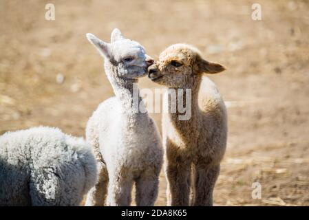 La malbaie, Canada - 18 2020 agosto: Tutti i tipi di alpgas e di alpagas del bambino nella fattoria di alpaga vicino la Malbaie Foto Stock