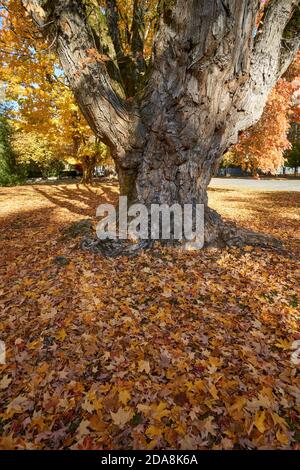 Foglie autunnali cadute sparse alla base di un vecchio albero dello zucchero d'acero (Acer saccharum) in Shaughnessy Park, Vancouver, British Columbia, Canada Foto Stock