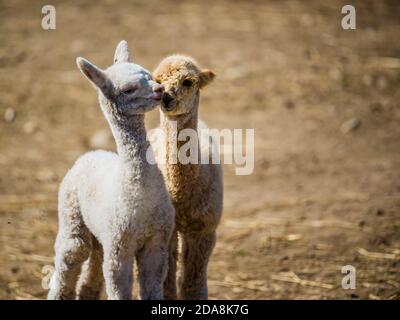 La malbaie, Canada - 18 2020 agosto: Tutti i tipi di alpgas e di alpagas del bambino nella fattoria di alpaga vicino la Malbaie Foto Stock