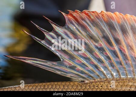 Dettagli del pesce granigliato catturato durante la pesca a mosca in Lapponia svedese. Foto Stock