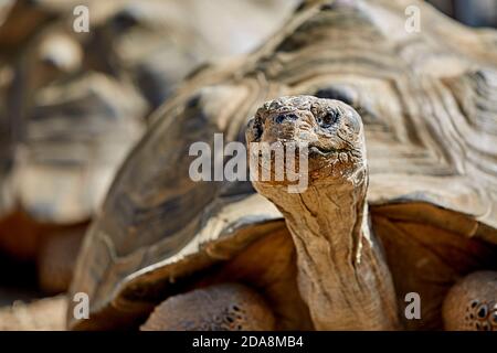 Primo piano di una gigantesca tartaruga galapagos con testa in su e guardando verso la telecamera con profondità di campo bassa Foto Stock