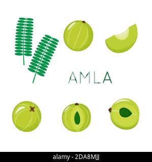 Set AMLA, mirtillo indiano, isolato su sfondo bianco. Immagine piatta vettoriale. Illustrazione Vettoriale