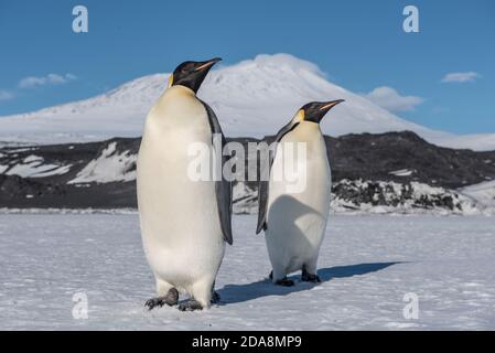 Pinguini dell'imperatore vicino a Cape Royds sull'isola di Ross, Antartide Foto Stock