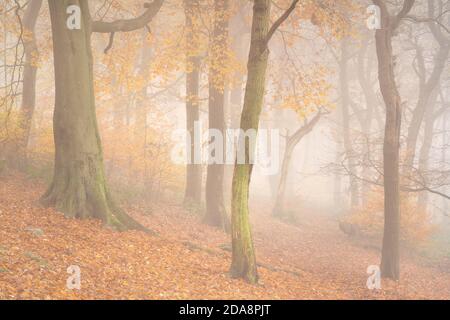 Il bosco del Chevin Forest Park è oscato in una fitta nebbia mentre il colore autunnale raggiunge il suo apice, con toni caldi e ricchi che dominano la scena. Foto Stock