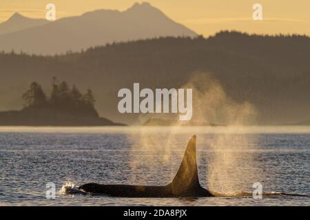 Balena killer residente nel nord lungo l'arcipelago di Broughton, British Columbia, Canada Foto Stock