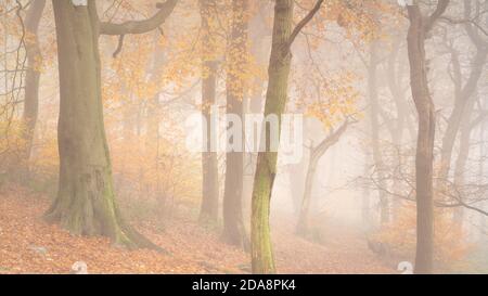 Il bosco del Chevin Forest Park è oscato in una fitta nebbia mentre il colore autunnale raggiunge il suo apice, con toni caldi e ricchi che dominano la scena. Foto Stock